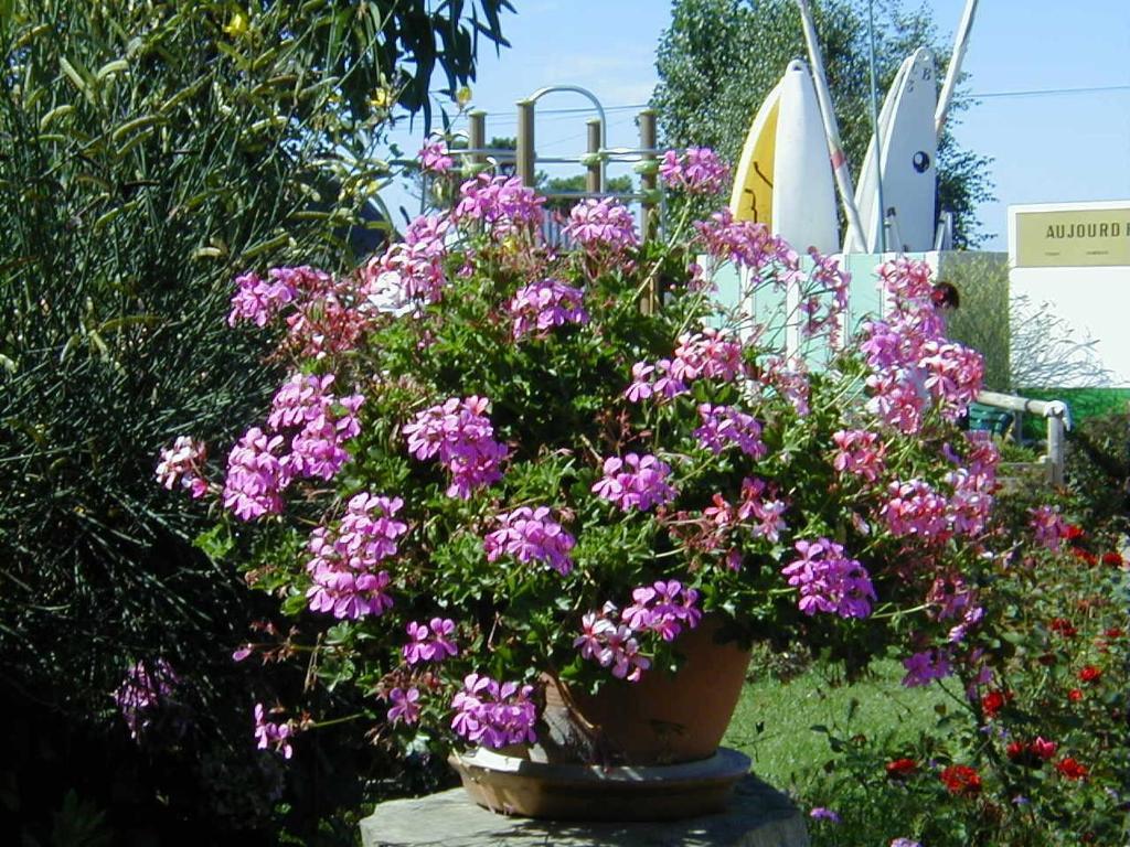 Camping De La Baie Hotel La Trinité-sur-Mer Esterno foto